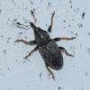 Tychius sp.